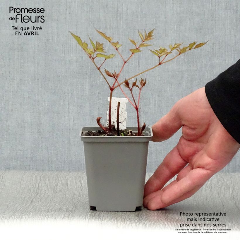 Exemplaar van Astilbe japonica Deutschland - Pluimspirea Kweekpotje van 8/9 cm zoals geleverd in de lente