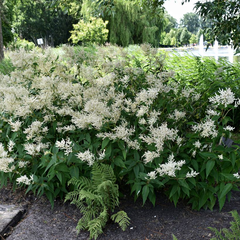 Astilbe japonica Deutschland - Pluimspirea (Groeiplaats)