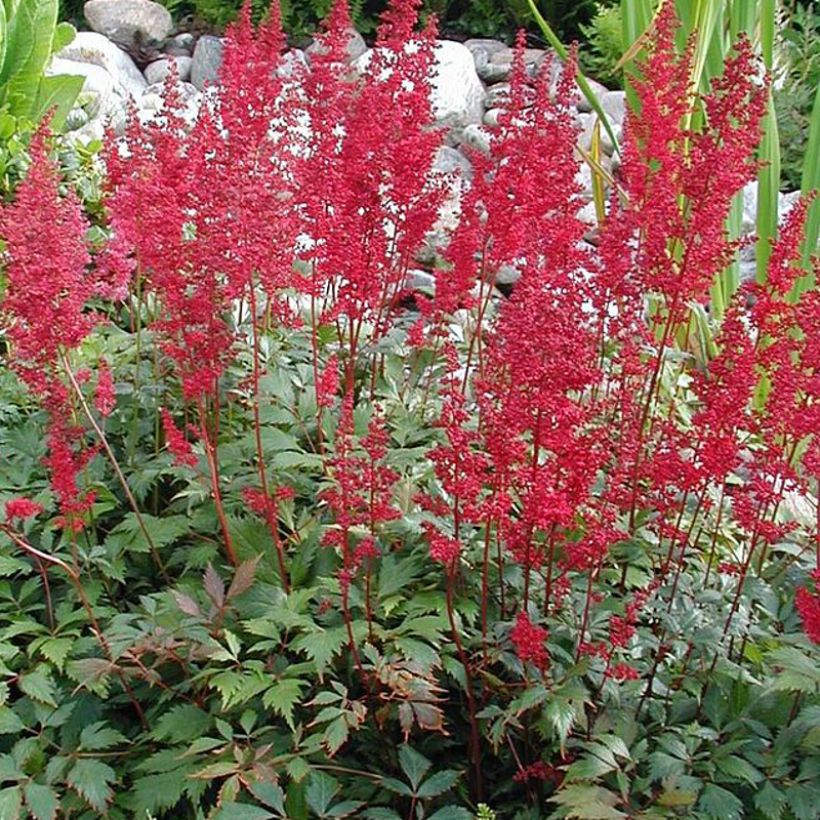 Astilbe japonica Montgomery - Pluimspirea (Groeiplaats)