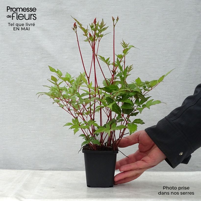 Exemplaar van Astilbe japonica Montgomery - Pluimspirea Kweekpotje van 8/9 cm zoals geleverd in de lente