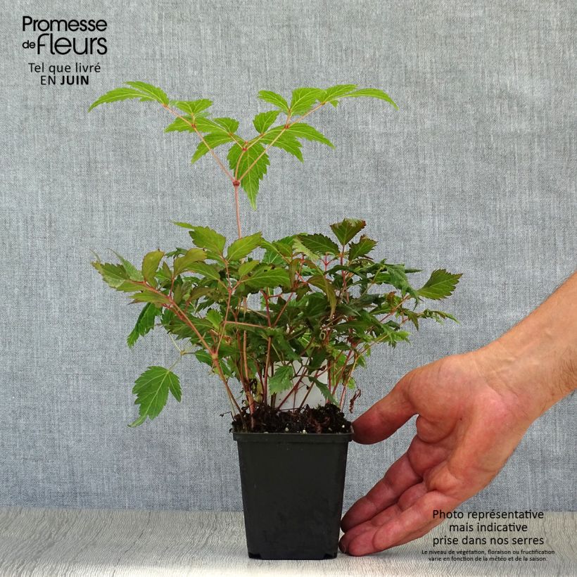 Exemplaar van Astilbe japonica Montgomery - Pluimspirea Kweekpotje van 8/9 cm zoals geleverd in de zomer