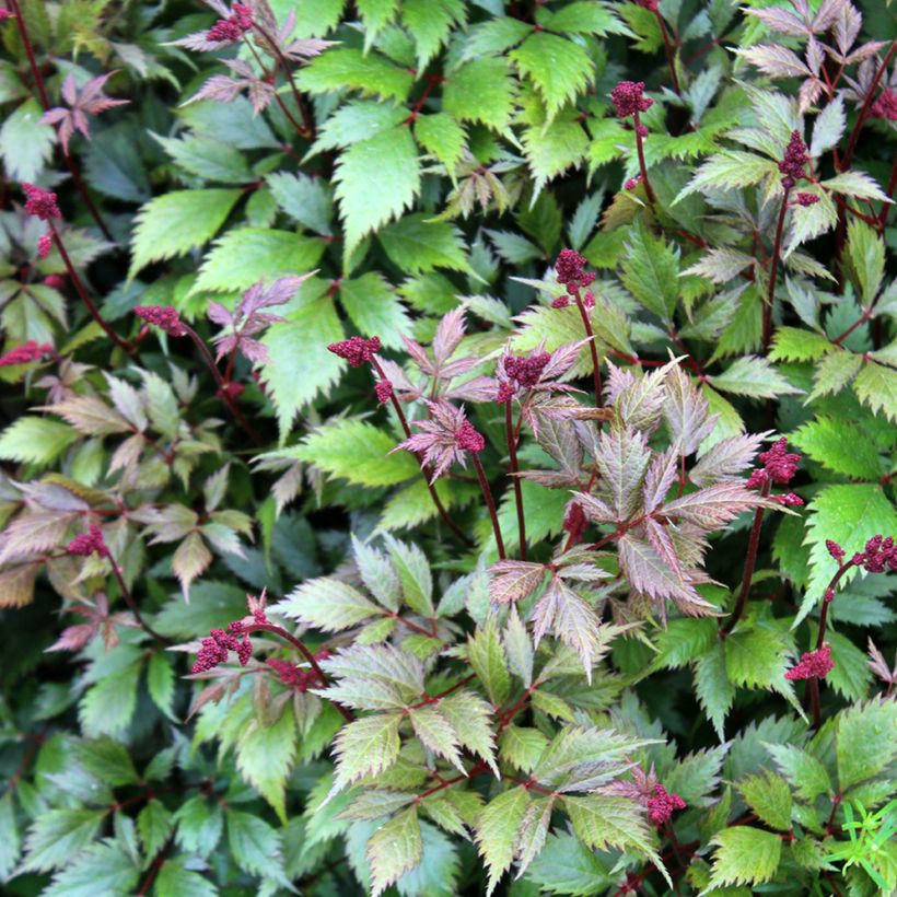 Astilbe japonica Montgomery - Pluimspirea (Blad)