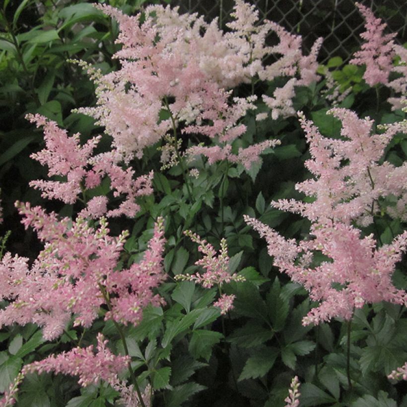 Astilbe japonica Peach Blossom - Pluimspirea (Bloei)