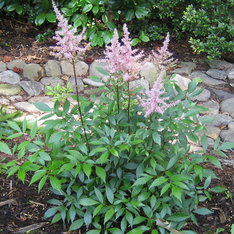 Astilbe japonica Peach Blossom - Pluimspirea (Groeiplaats)