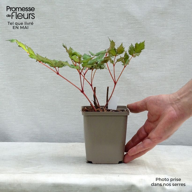 Exemplaar van Astilbe japonica Red Sentinel - Pluimspirea Kweekpotje van 8/9 cm zoals geleverd in de lente