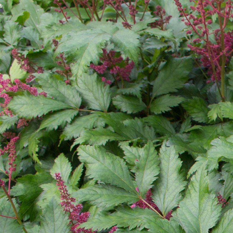 Astilbe japonica Red Sentinel - Pluimspirea (Blad)