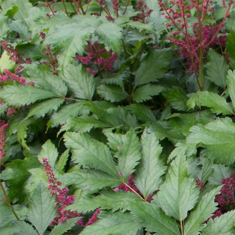 Astilbe japonica Vesuvius - Pluimspirea (Blad)