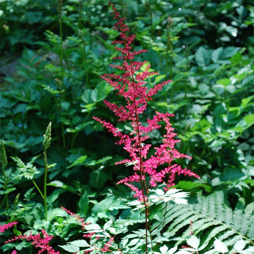 Astilbe japonica Vesuvius - Pluimspirea (Bloei)