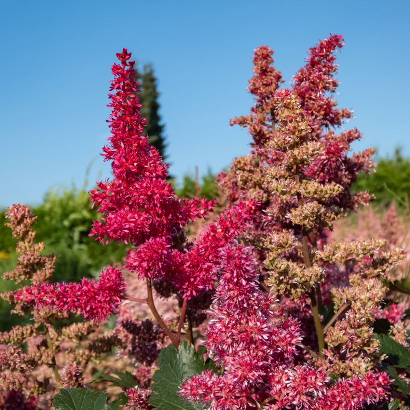 Astilbe japonica Vesuvius - Pluimspirea (Bloei)