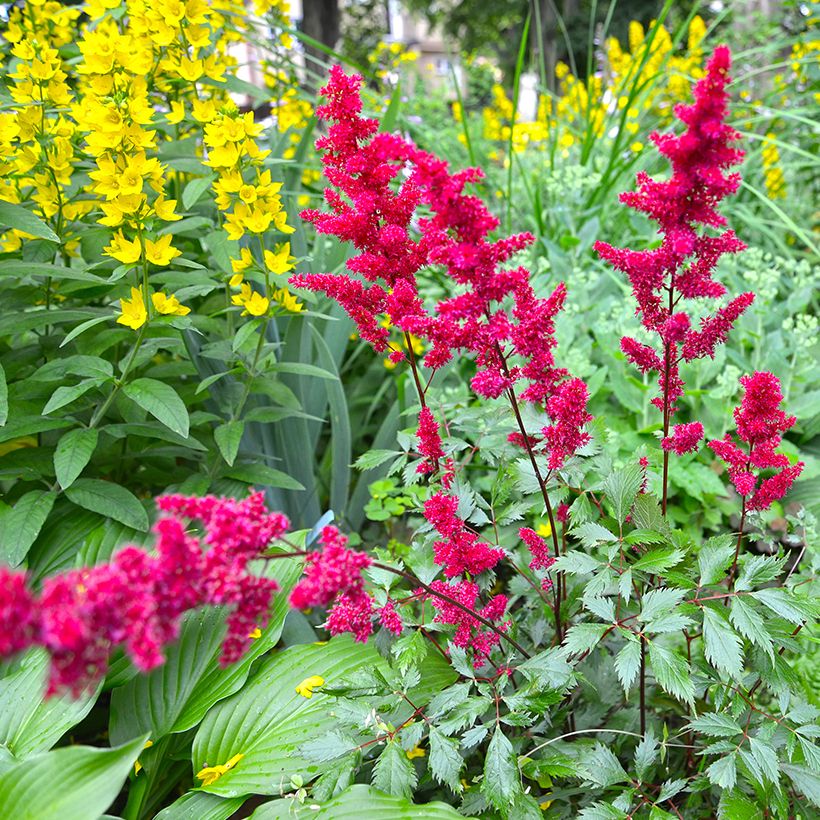 Astilbe japonica Vesuvius - Pluimspirea (Groeiplaats)