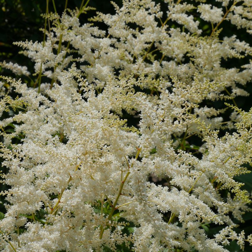 Astilbe simplicifolia Snow Sprite - Pluimspirea (Bloei)
