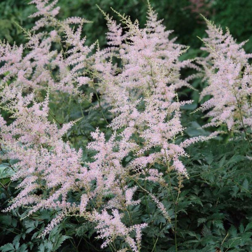 Astilbe simplicifolia Hennie Graafland - Pluimspirea (Bloei)