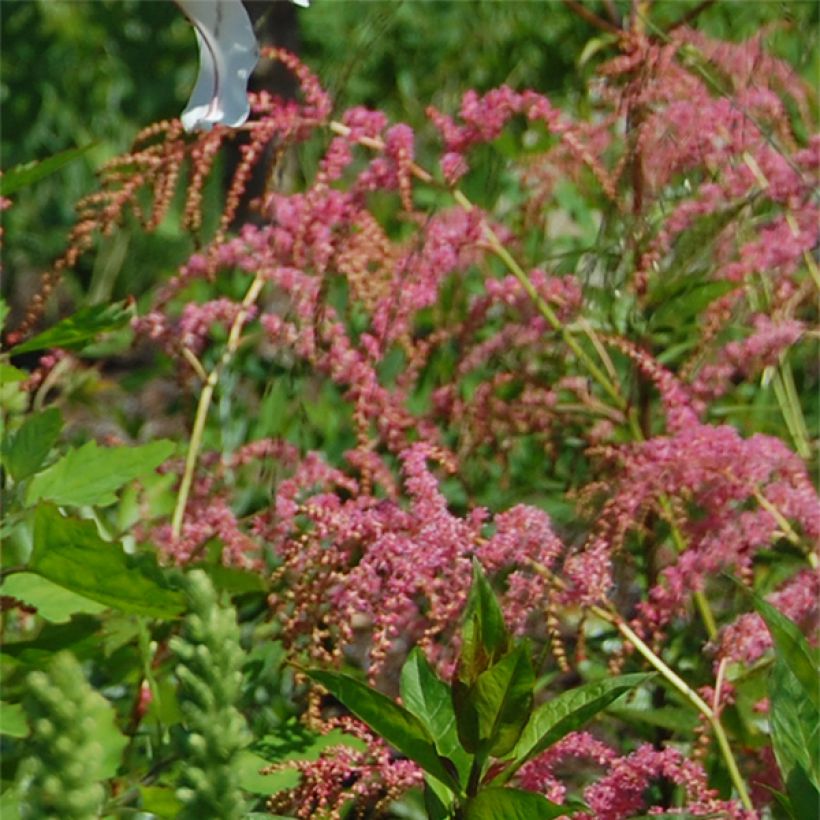 Astilbe thunbergii Straussenfeder - Pluimspirea (Bloei)