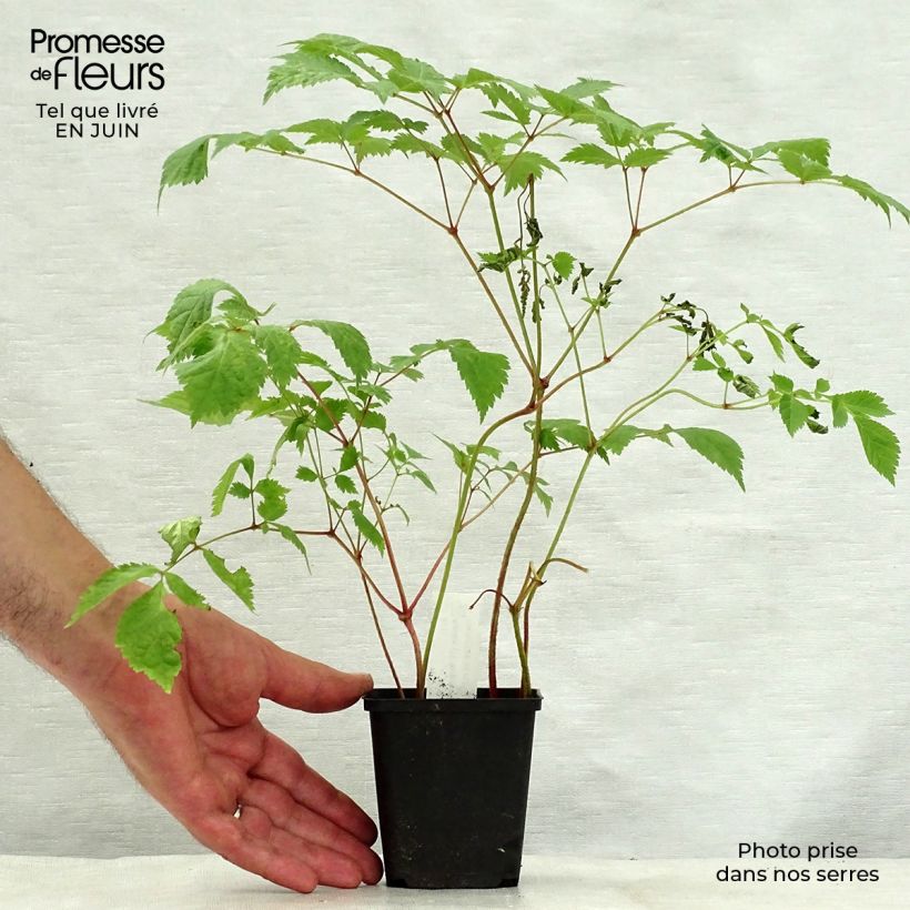 Exemplaar van Astilbe thunbergii Straussenfeder - Pluimspirea Kweekpotje van 8/9 cm zoals geleverd in de zomer