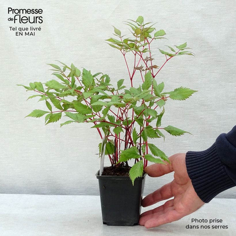 Example of Astilbe arendsii Fanal - Pluimspirea Kweekpotje van 7/8 cm as you get in printemps