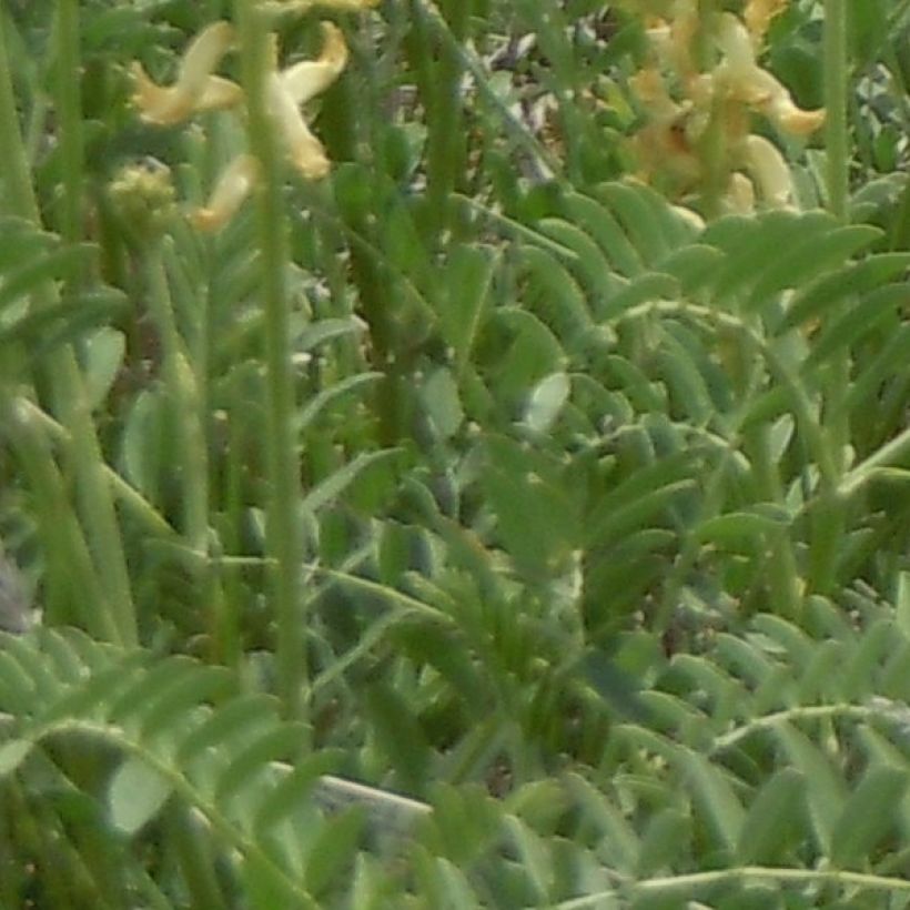 Astragalus canadensis - Astragale van Canada (Blad)