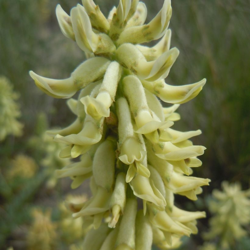Astragalus canadensis - Astragale van Canada (Bloei)