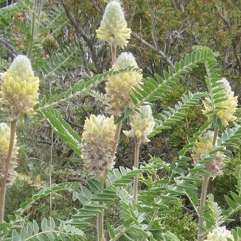 Astragalus centralpinus (Bloei)