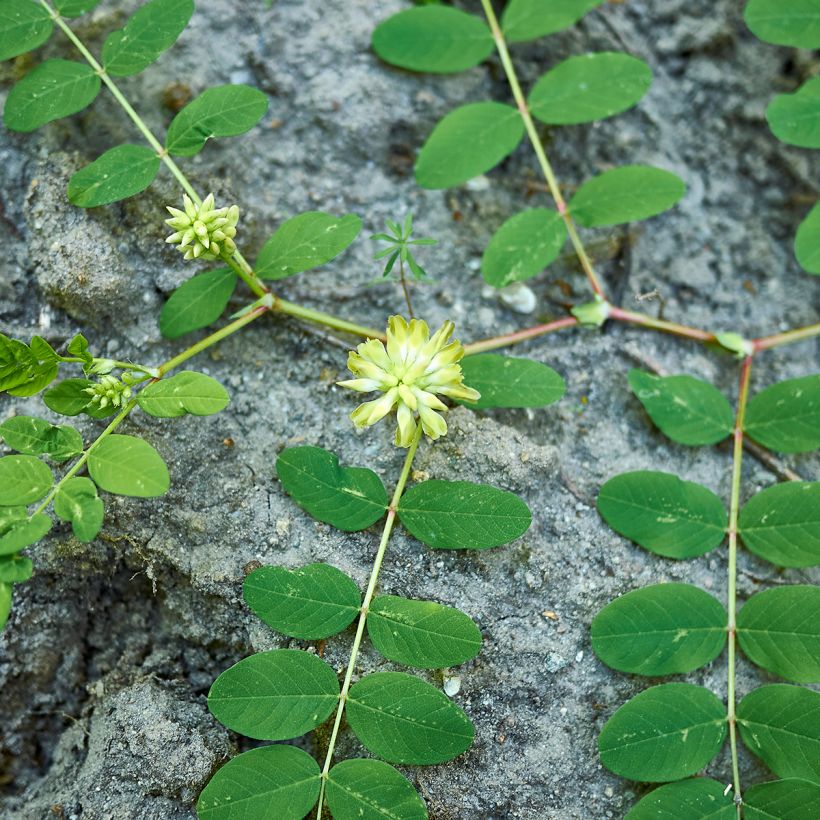 Astragalus glycyphyllos - Hokjespeul (Groeiplaats)