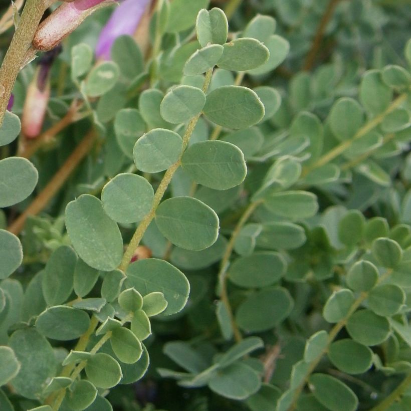 Astragalus monspessulanus (Blad)