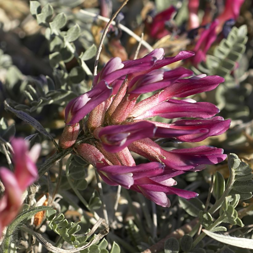 Astragalus monspessulanus (Bloei)