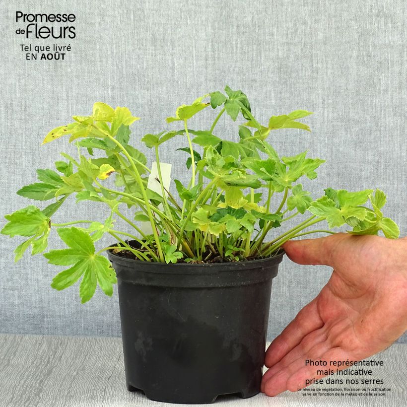 Exemplaar van Astrantia major Star of Billion - Zeeuws knoopje Pot van 2 l/3 l zoals geleverd in de zomer