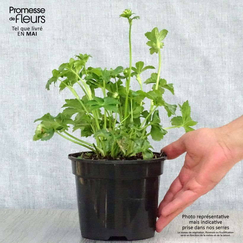 Exemplaar van Astrantia major Star of Billion - Zeeuws knoopje Pot van 2 l/3 l zoals geleverd in de lente