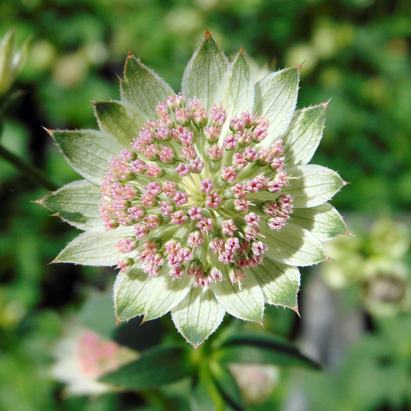Astrantia major Buckland - Zeeuws knoopje (Bloei)