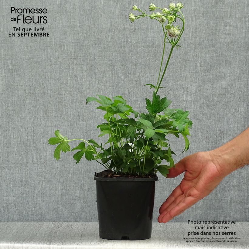 Exemplaar van Astrantia major Buckland - Zeeuws knoopje Pot van 2 l/3 l zoals geleverd in de herfst