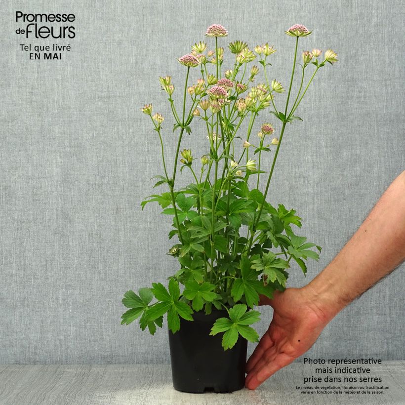 Exemplaar van Astrantia major Buckland - Zeeuws knoopje Pot van 2 l/3 l zoals geleverd in de lente