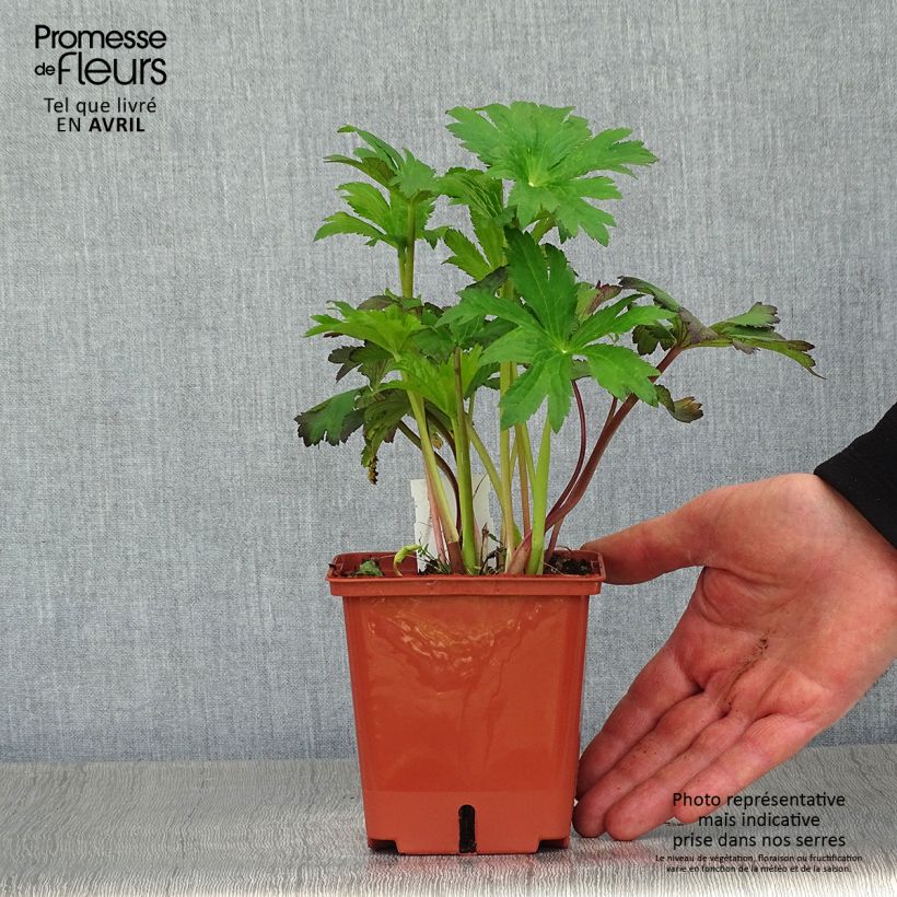 Exemplaar van Astrantia major Burgundy Manor - Zeeuws knoopje Pot van 1 l/1,5 l zoals geleverd in de lente