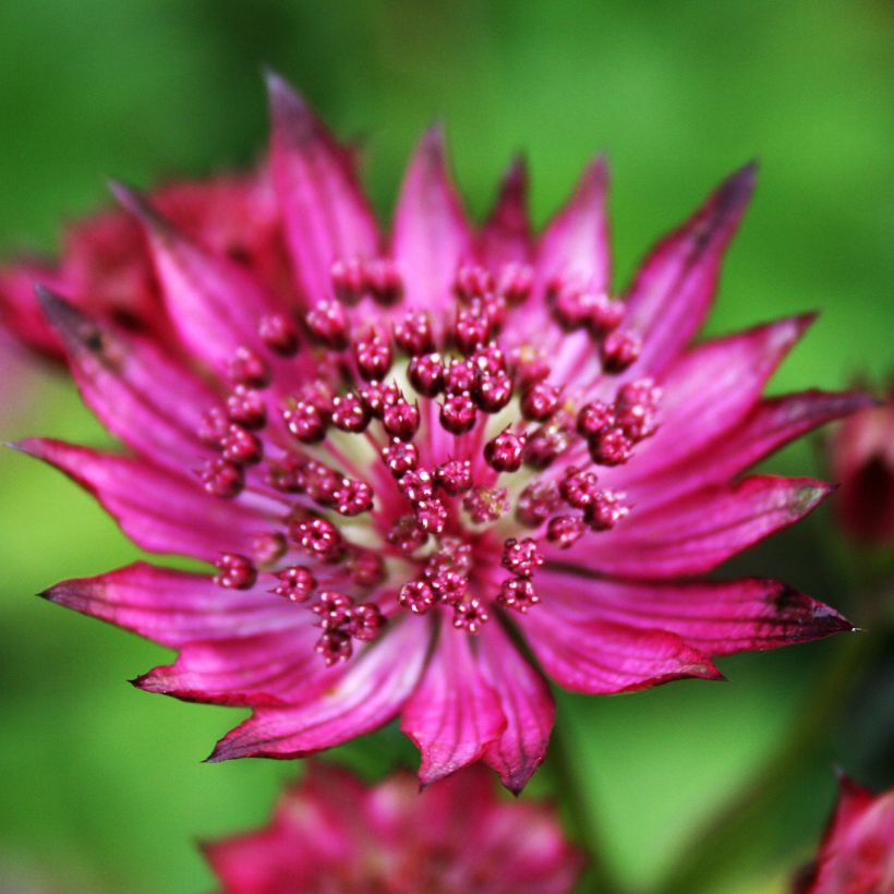 Astrantia major Burgundy Manor - Zeeuws knoopje (Bloei)