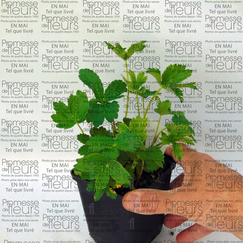 Example of Astrantia major Lars - Zeeuws knoopje Kweekpotje van 8/9 cm as you get