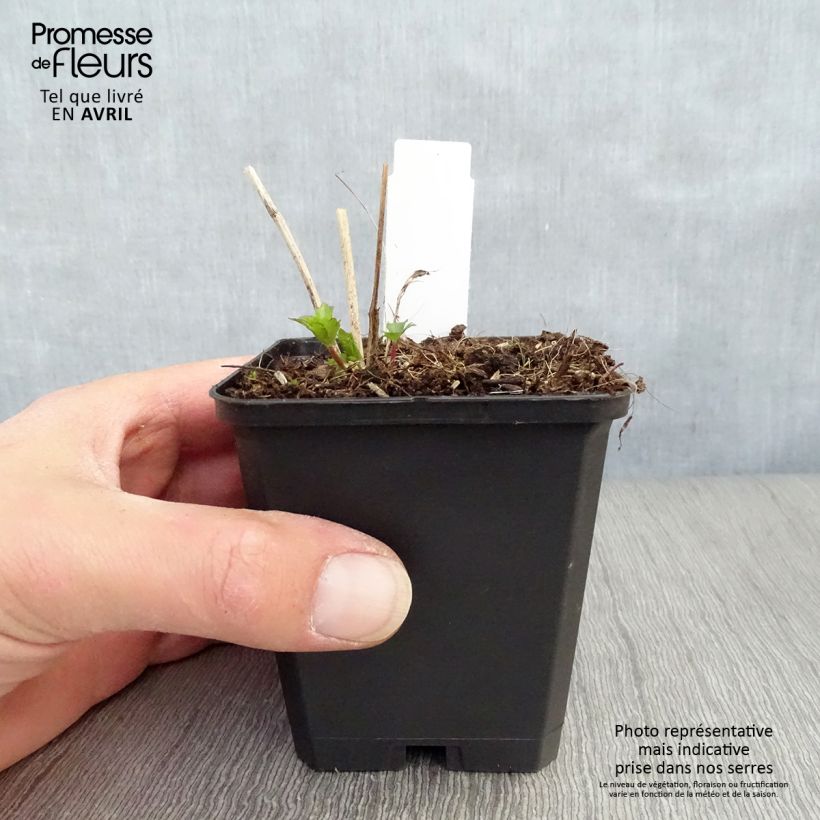 Exemplaar van Astrantia major Moulin Rouge - Zeeuws knoopje Kweekpotje van 8/9 cm zoals geleverd in de lente