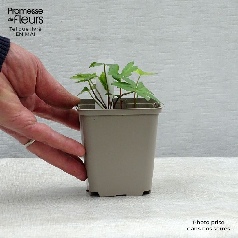 Exemplaar van Astrantia major Pink Pride - Zeeuws knoopje Kweekpotje van 8/9 cm zoals geleverd in de lente