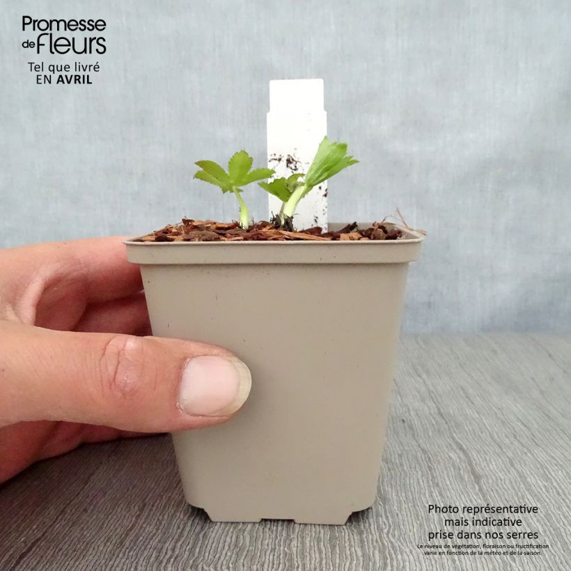 Exemplaar van Astrantia major Pink Sensation - Zeeuws knoopje Kweekpotje van 8/9 cm zoals geleverd in de lente