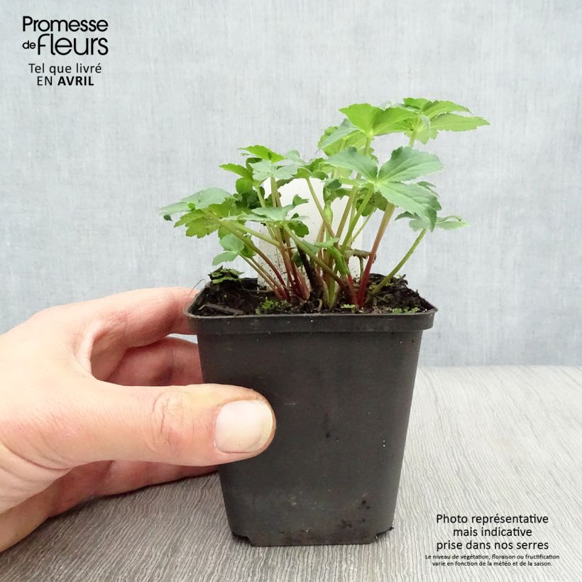 Exemplaar van Astrantia major Roma - Zeeuws knoopje Kweekpotje van 8/9 cm zoals geleverd in de lente