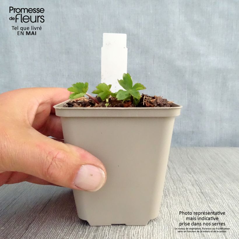 Exemplaar van Astrantia major Rosea - Zeeuws knoopje Kweekpotje van 8/9 cm zoals geleverd in de lente