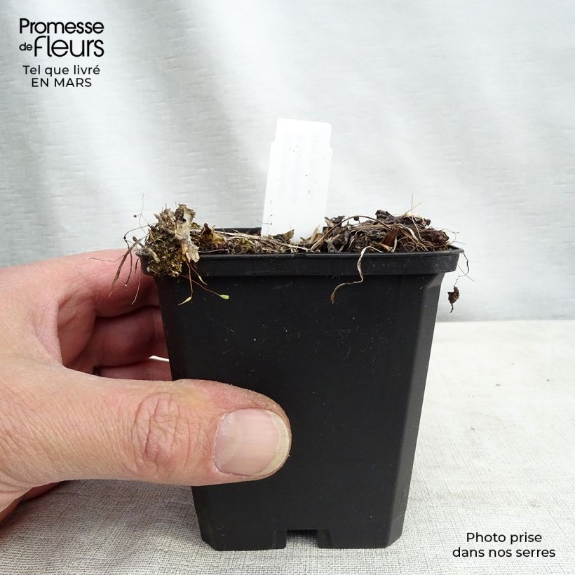 Exemplaar van Astrantia major Rosensinfonie - Zeeuws knoopje Kweekpotje van 8/9 cm zoals geleverd in de lente