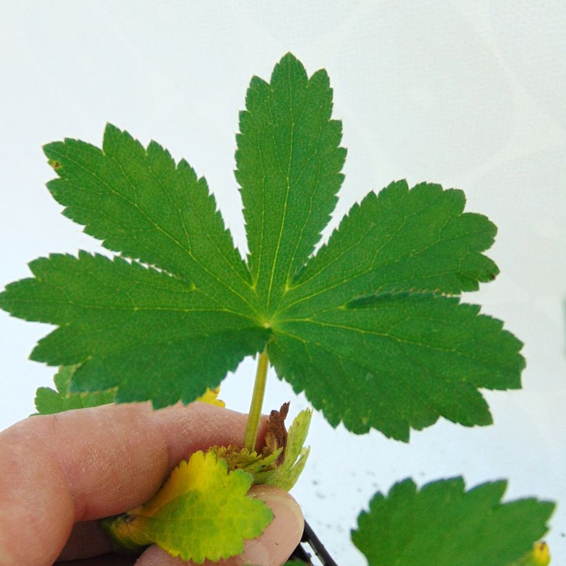 Astrantia major Rubra - Zeeuws knoopje (Foliage)