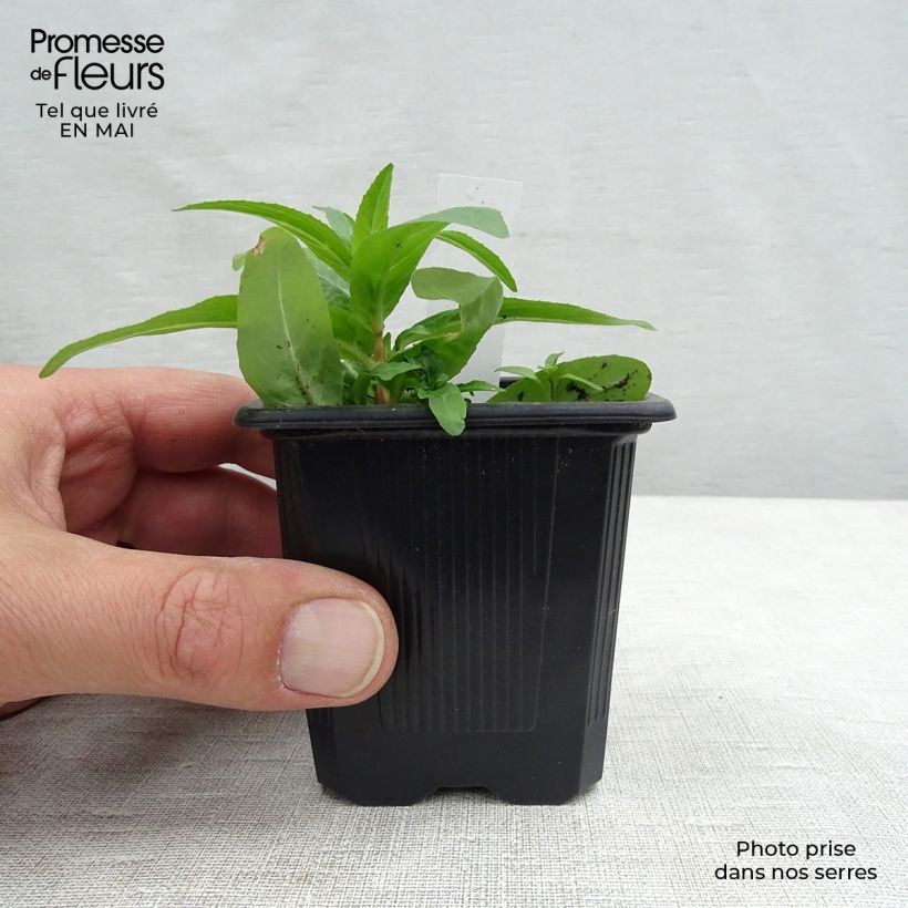 Example of Astrantia major Rubra - Zeeuws knoopje Kweekpotje van 8/9 cm as you get in printemps