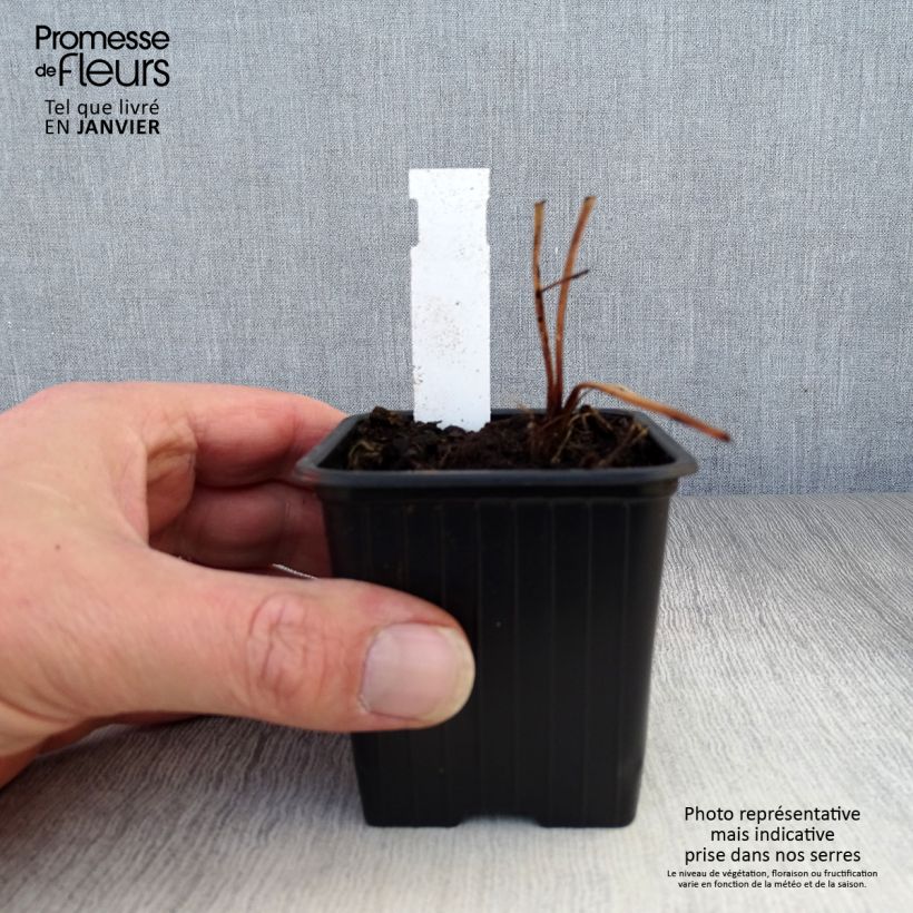 Exemplaar van Astrantia major Ruby Flame - Zeeuws knoopje Kweekpotje van 8/9 cm zoals geleverd in de winter