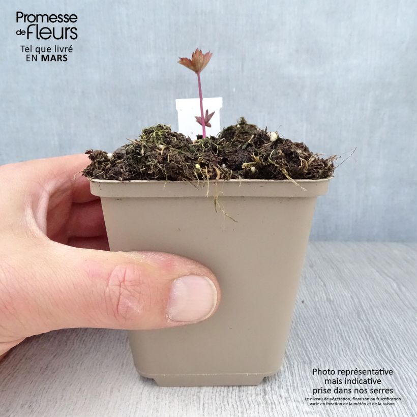 Exemplaar van Astrantia major Ruby Star - Zeeuws knoopje Kweekpotje van 8/9 cm zoals geleverd in de lente