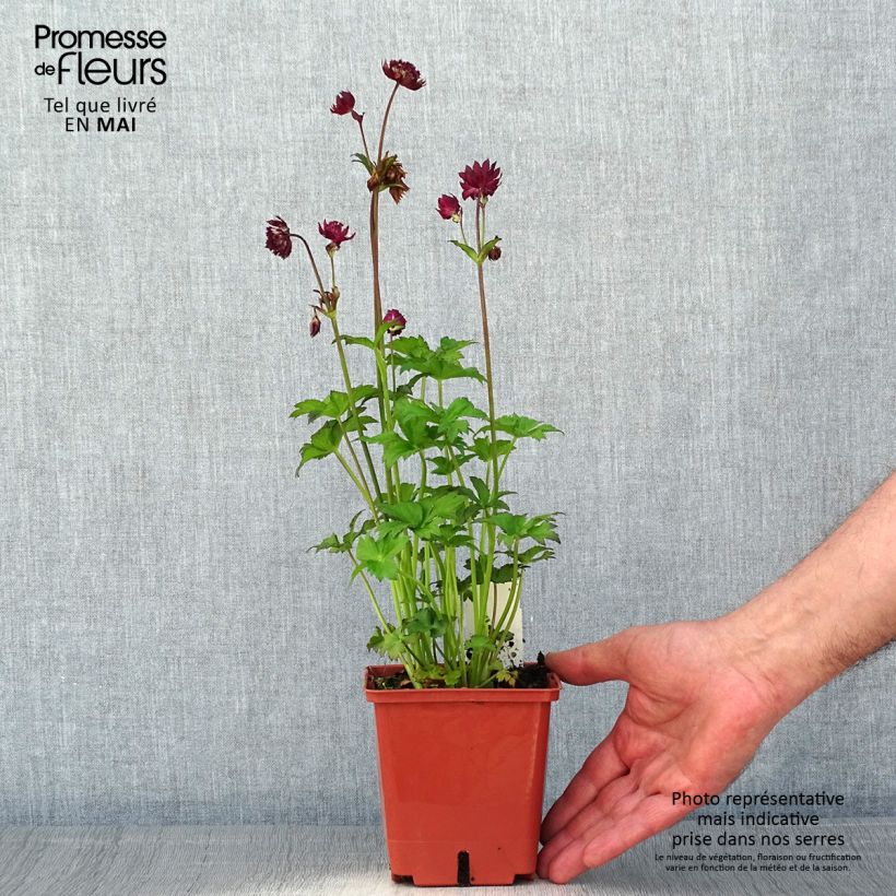 Exemplaar van Astrantia major Ruby Wedding - Zeeuws knoopje Pot van 1 l/1,5 l zoals geleverd in de lente
