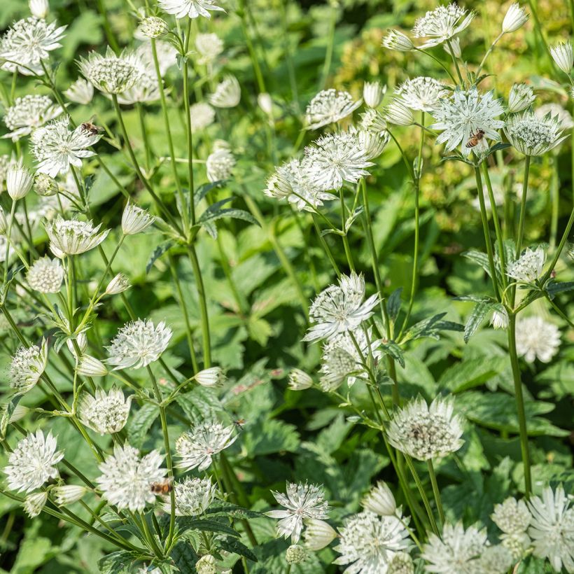 Astrantia major Shaggy - Zeeuws knoopje (Bloei)