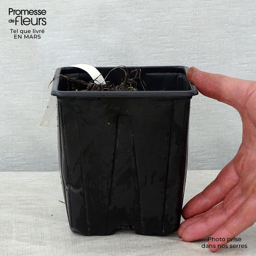 Exemplaar van Astrantia major Shaggy - Zeeuws knoopje Pot van 2 l/3 l zoals geleverd in de lente