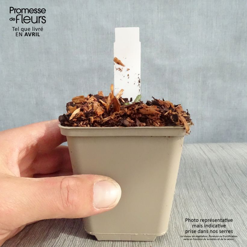 Exemplaar van Astrantia major Star of Beauty - Zeeuws knoopje Kweekpotje van 8/9 cm zoals geleverd in de lente