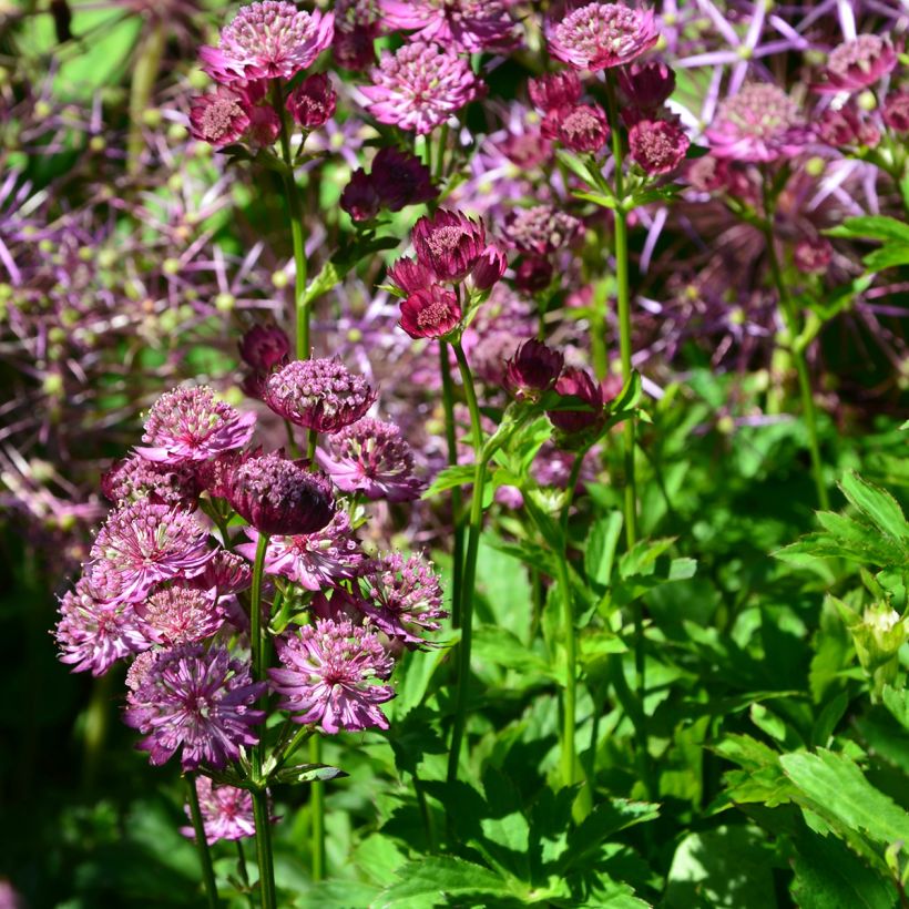 Astrantia major Star of Beauty - Zeeuws knoopje (Groeiplaats)