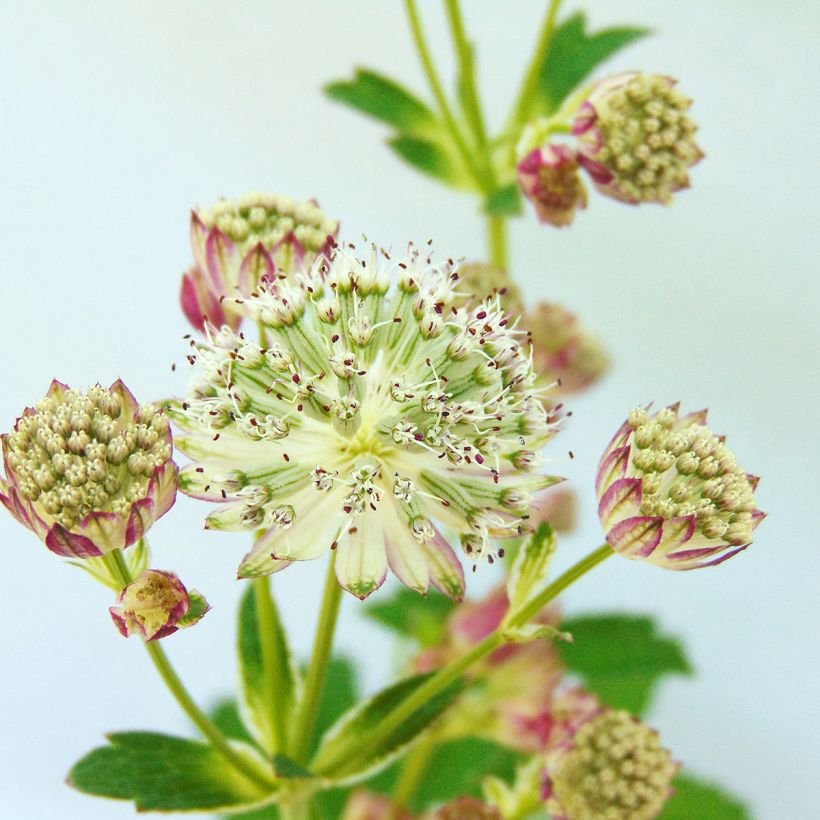 Astrantia major Star of Passion - Zeeuws knoopje (Flowering)
