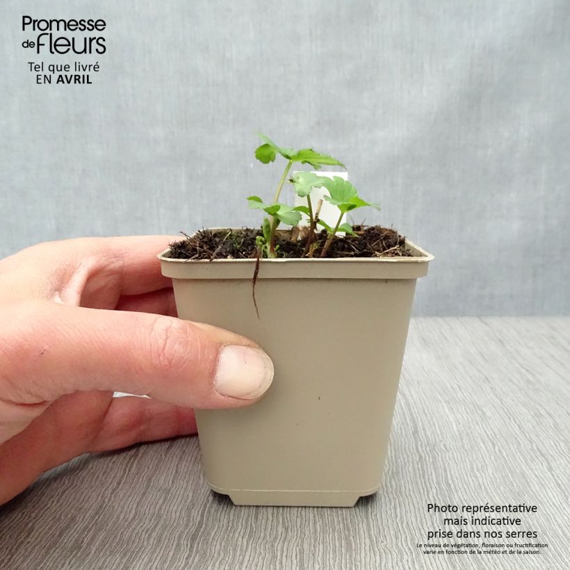 Example of Astrantia major Star of Passion - Zeeuws knoopje Kweekpotje van 8/9 cm as you get in printemps